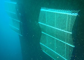 Puertos de Las Palmas instala arrecifes biomiméticos que permiten renaturalizar sus espacios portuarios