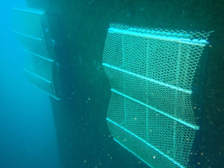 Puertos de Las Palmas instala arrecifes biomiméticos que permiten renaturalizar sus espacios portuarios