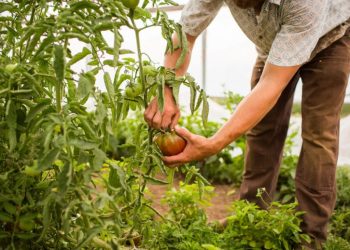 Agüimes anima a los propietarios de parcelas agrícolas en desuso a sumarse al Banco de Tierras