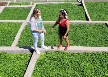 La Concejalía de Agricultura hace un llamamiento a los productores teldenses para participar en las Jornadas del Berro 2025