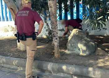 Detectados 12 nuevos cebos con veneno en Arguineguín