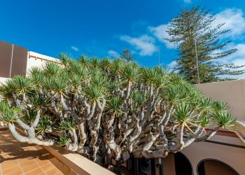 Gáldar saca a consulta pública una ordenanza para la protección de árboles, arboledas y flora singular y la creación de un catálogo