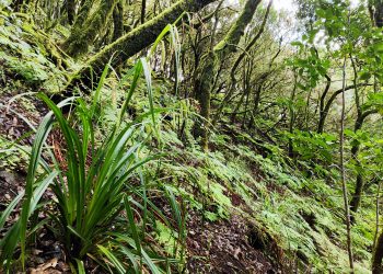 Por una gestión de los bosques canarios que cuide la recuperación de su biodiversidad