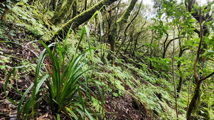 Por una gestión de los bosques canarios que cuide la recuperación de su biodiversidad