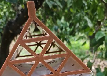 Mogán proporciona 670 trampas contra la polilla de cítricos y olivos a 100 agricultores del municipio