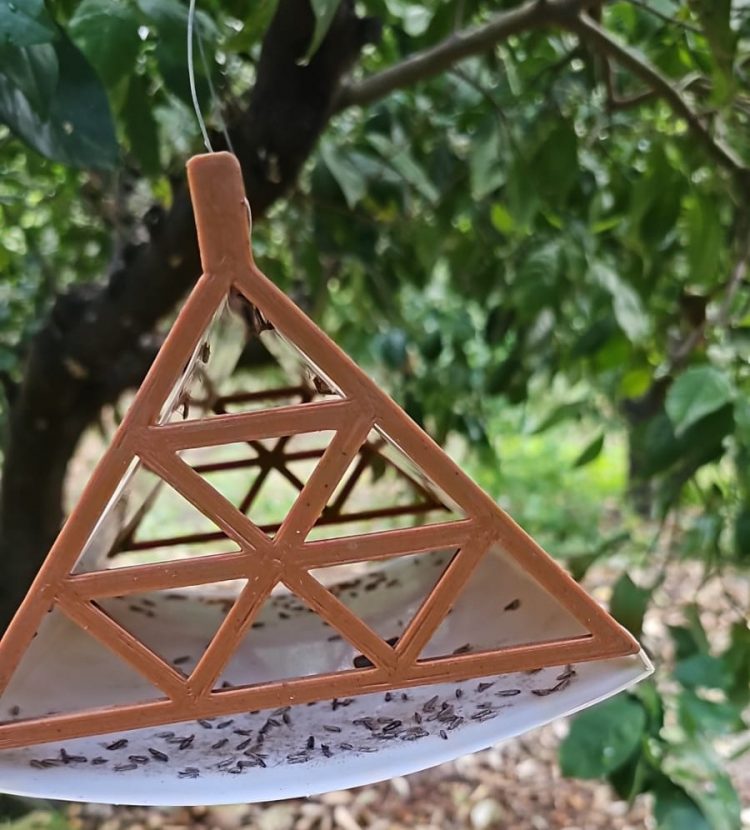 Mogán proporciona 670 trampas contra la polilla de cítricos y olivos a 100 agricultores del municipio