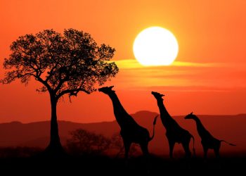 El voto popular elige dedicar el próximo Carnaval de Agüimes a África