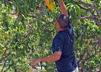 En marcha la octava campaña del Ayuntamiento de Mogán contra la mosca de la fruta