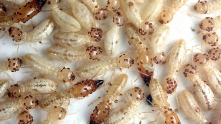 EL IPNA-CSIC colidera un pionero estudio que confirma la eficacia a largo plazo del tratamiento que erradica las termitas subterráneas en grandes áreas