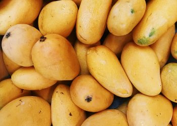 Mogán promueve la introducción de la variedad de mango Ataúlfo con la entrega de 100 plantones