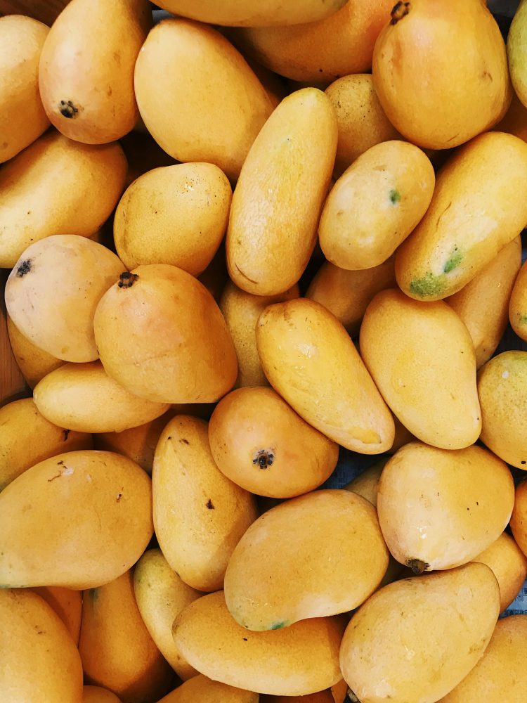 Mogán promueve la introducción de la variedad de mango Ataúlfo con la entrega de 100 plantones