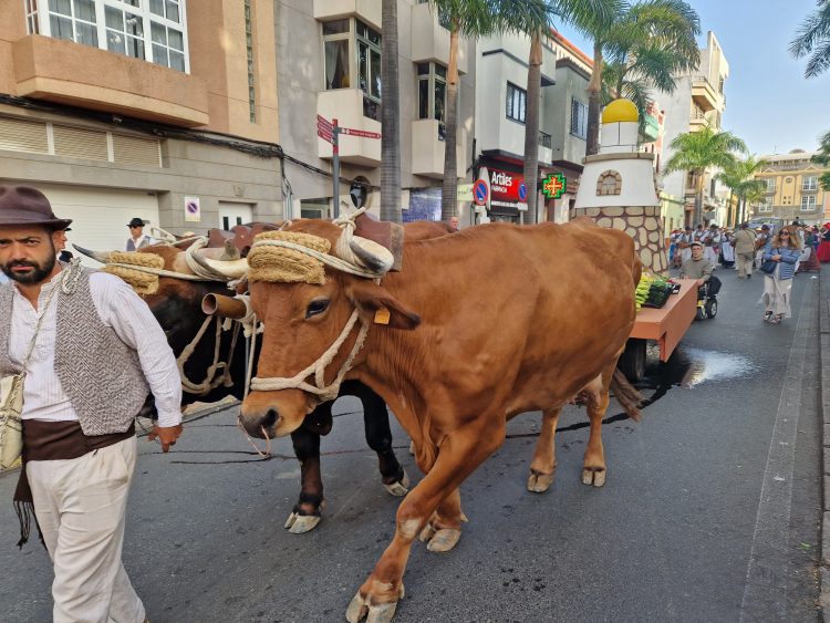 Telde se engalana para vivir la Romería-Ofrenda en honor a San Juan Bautista, patrón de la ciudad