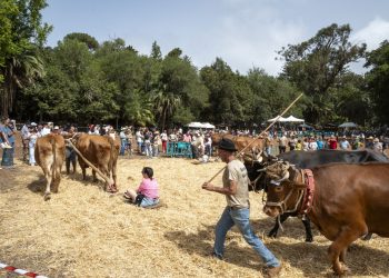 Abierta la inscripción para participar en la Feria de Ganado del Pino 2025 el 24 de agosto