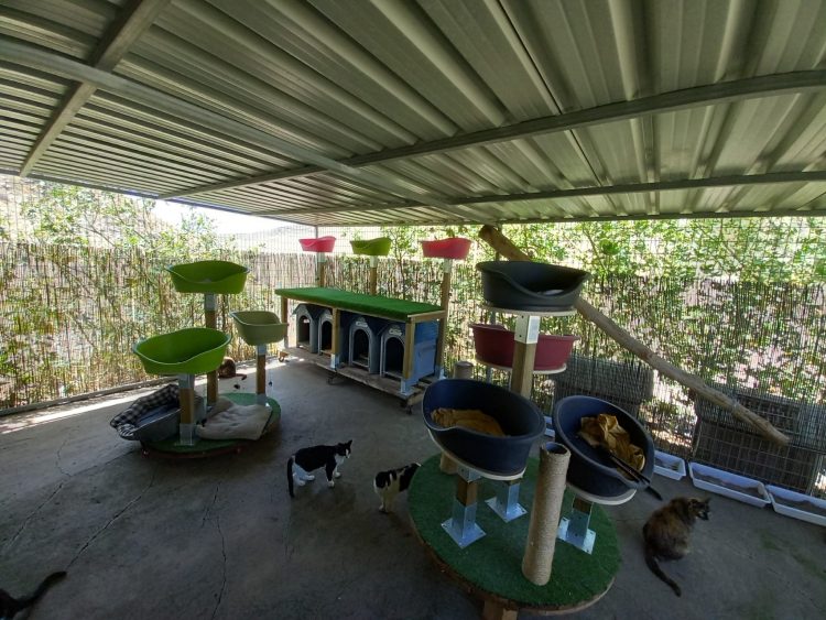 El Centro de Protección Animal de Santa Lucía abre al voluntariado y visitantes desde este fin de semana con cita previa