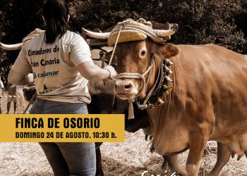 El programa de actos de la Fiesta del Pino 2025 arranca el domingo con la Feria de Ganado en Osorio