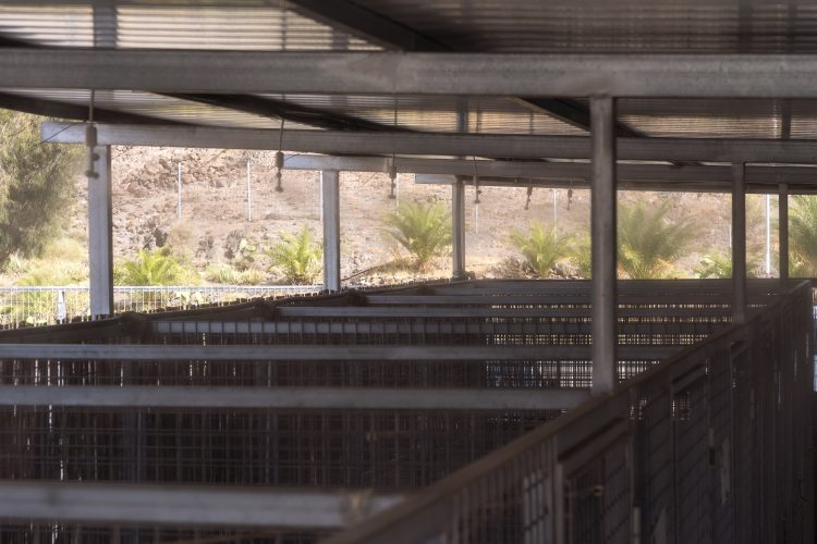 El Centro de Protección Animal cuenta con un sistema de nebulización que enfría las temperaturas en las instalaciones de perros y gatos