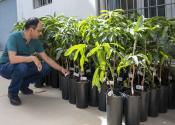  Mogán entrega 101 plantones de mango Ataúlfo a agricultores