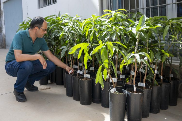 Mogán entrega 101 plantones de mango Ataúlfo a agricultores