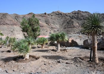 El Ayuntamiento de Mogán aclara a la Asociación de Vecinos Pino Seco que los árboles fueron trasplantados, no talados