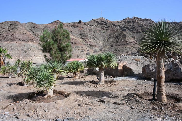 El Ayuntamiento de Mogán aclara a la Asociación de Vecinos Pino Seco que los árboles fueron trasplantados, no talados