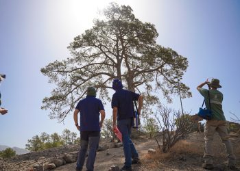 El Cabildo de Gran Canaria desarrolla un plan específico para la conservación del Pino de Casandra