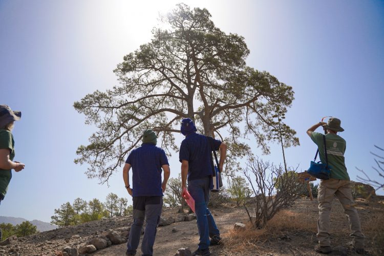 El Cabildo de Gran Canaria desarrolla un plan específico para la conservación del Pino de Casandra