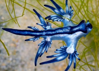 Playas prohíbe el baño de manera provisional en Melenara tras la aparición de dragones azules