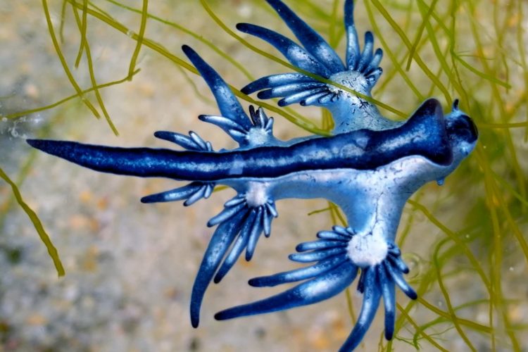 Playas prohíbe el baño de manera provisional en Melenara tras la aparición de dragones azules