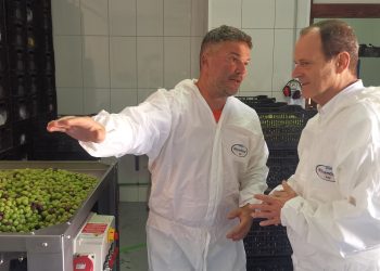 La almazara municipal muele 9 toneladas de aceitunas para producir aceite de alta calidad