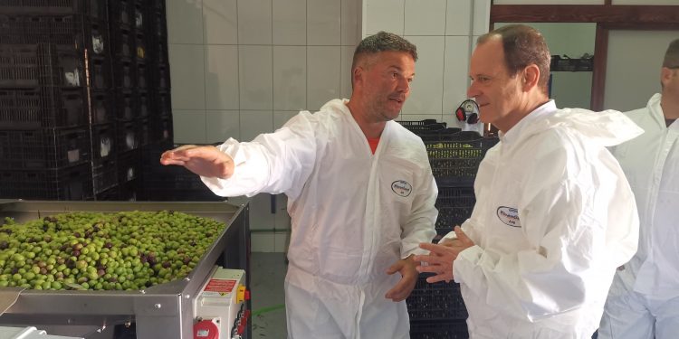 La almazara municipal muele 9 toneladas de aceitunas para producir aceite de alta calidad