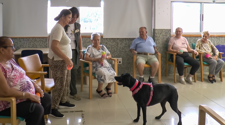 Mogán implementa terapias asistidas con perros en el Centro para la Autonomía Personal y Centro Ocupacional