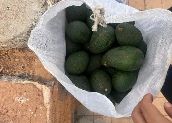 La Policía Local de Mogán investiga a dos personas por el hurto de aguacates en Veneguera