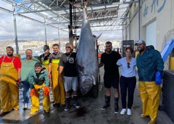 Un ejemplar de 221 kilos, protagonista del ronqueo de la Feria del Atún y el Mar de Mogán el 22 de noviembre