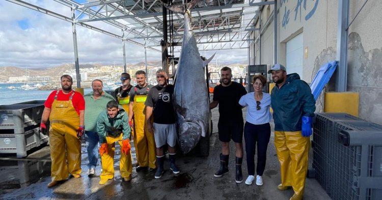Un ejemplar de 221 kilos, protagonista del ronqueo de la Feria del Atún y el Mar de Mogán el 22 de noviembre