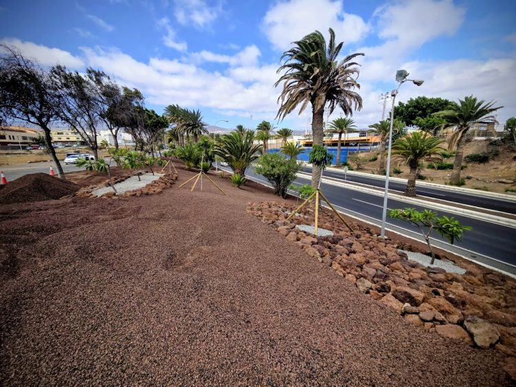 Telde inicia la recuperación de las zonas ajardinadas de la Avenida del Cabildo