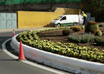 Telde se viste de Navidad con la plantación de 6.000 pascuas en sus calles