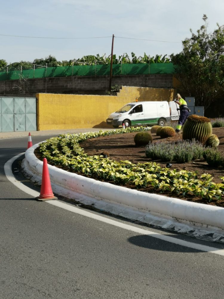 Telde se viste de Navidad con la plantación de 6.000 pascuas en sus calles