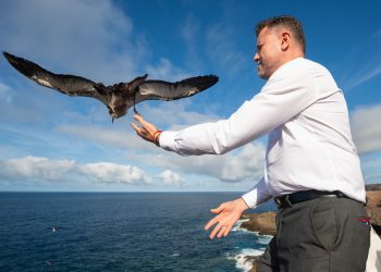 Una decena de pollos de pardela cenicienta vuelven al mar desde el Faro de Sardina