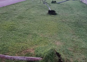 Acto vandálico: arrancan cinco flamboyanes en la avenida de la Unión Europea