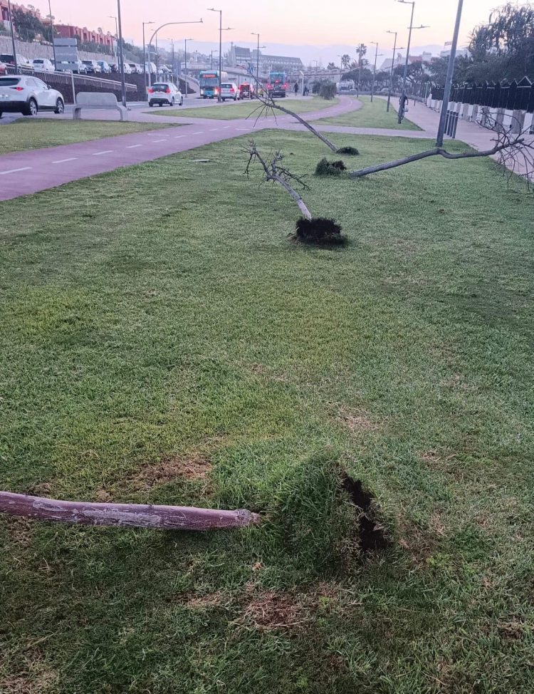 Acto vandálico: arrancan cinco flamboyanes en la avenida de la Unión Europea