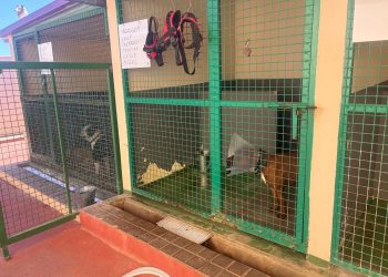 Encargada a GESPLAN la gestión del CETA y las colonias felinas en la Villa de Ingenio