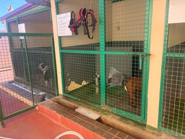 Encargada a GESPLAN la gestión del CETA y las colonias felinas en la Villa de Ingenio