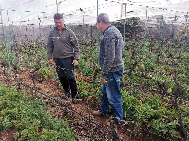Agüimes asesora a los viticultores del municipio para garantizar la calidad de la vendimia