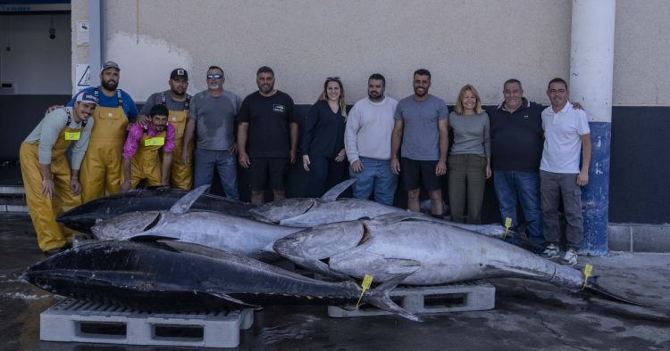 Arguineguín recibe la primera descarga de atún rojo en Gran Canaria de 2026