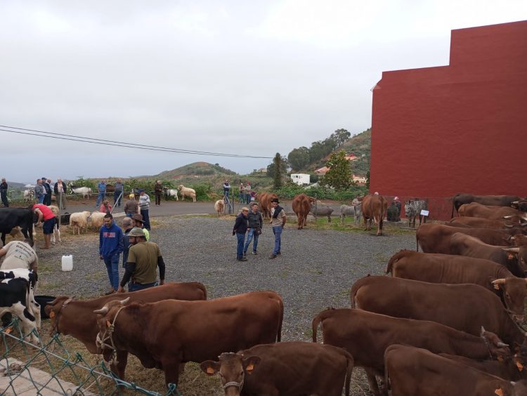 La Feria de Ganado de Montaña Alta se celebrará este sábado 28 de marzo