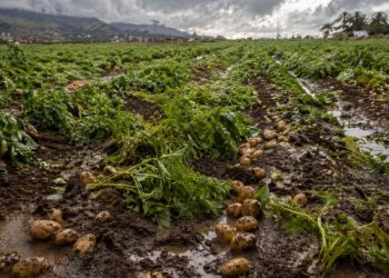 El Cabildo de Gran Canaria habilita el procedimiento para declarar daños en explotaciones agrarias por la borrasca Therese