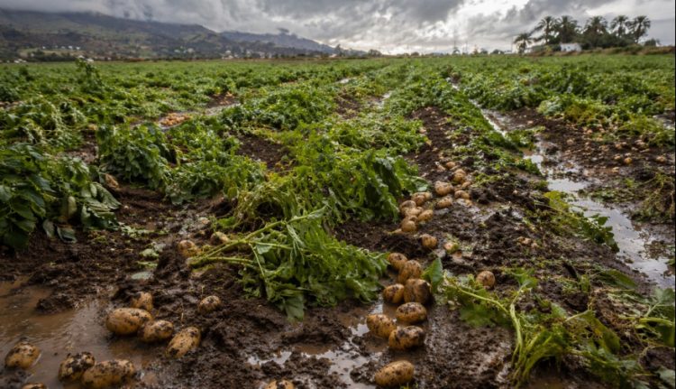El Cabildo de Gran Canaria habilita el procedimiento para declarar daños en explotaciones agrarias por la borrasca Therese