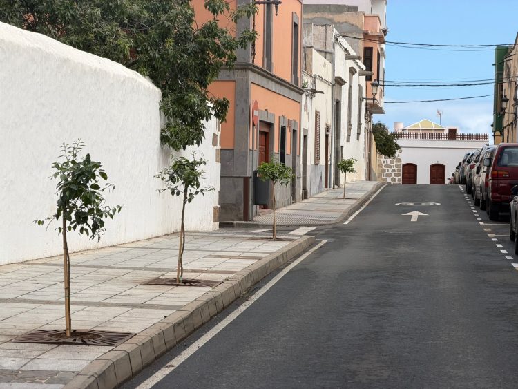 Parques y Jardines recupera los históricos naranjos del casco de San Juan