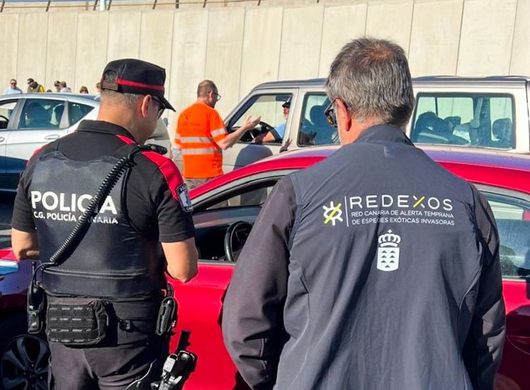 La Policía Autonómica colabora para frenar la expansión de la culebra real de California en Gran Canaria