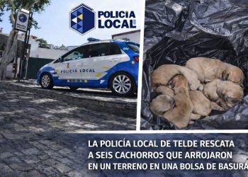 La Policía Local de Telde identifica a una pareja que abandonó a seis cachorros tras lanzarlos desde un coche